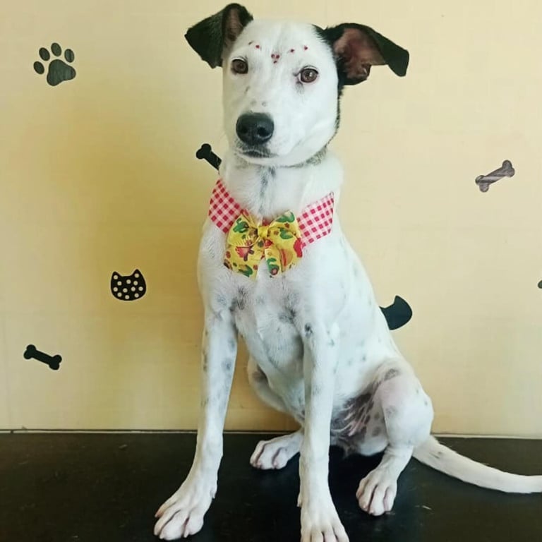 Cachorro para adoção na Feira de Adoção do Maxi Shopping Jundiaí