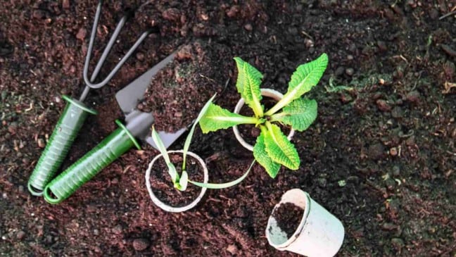 (Foto: Milena Khosroshvili/Canva)