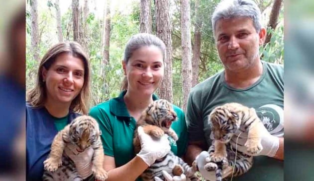 Tigres Siberianos nascem em Itatiba no Dia das Crianças