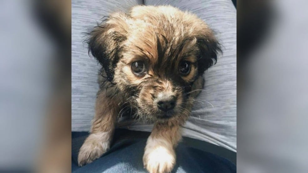 Cachorrinho que nasceu com a coluna curta