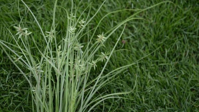 (Foto: Bhupinder Bagga/Canva)