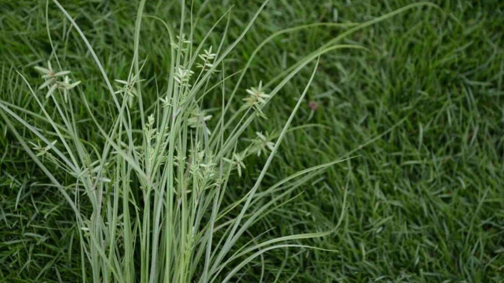 (Foto: Bhupinder Bagga/Canva)