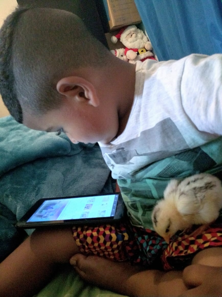 Willian assistindo desenho com a franguinha Tita