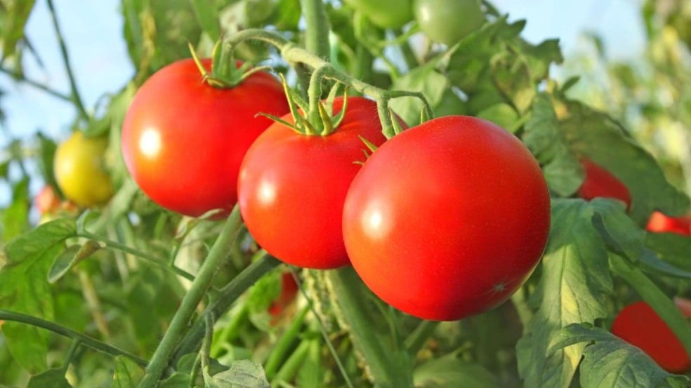 (Foto: Markit/Canva)