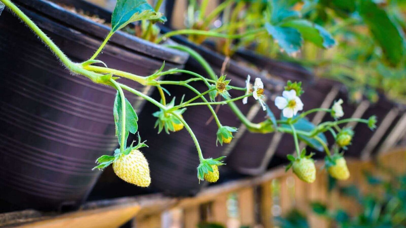 Morangos verdes em vasos