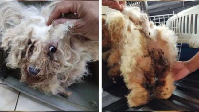 (Foto: Reprodução/Focinho Abandonado)