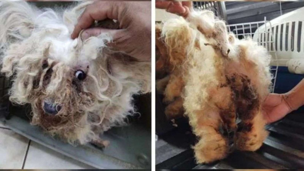 (Foto: Reprodução/Focinho Abandonado) (Foto: Reprodução/Focinho Abandonado)