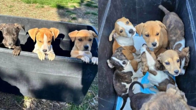 Foto: Reprodução/Facebook/Lake Lowell Animal Rescue