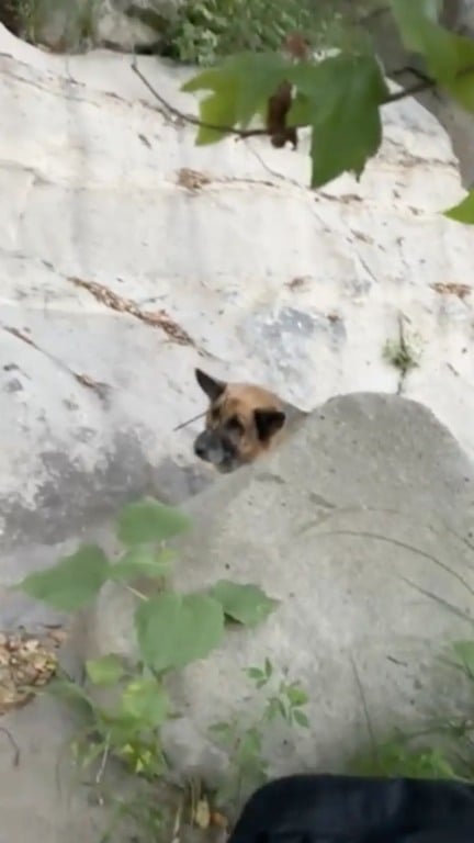 Cachorro abandonado com focinho amarrado no meio do nada
