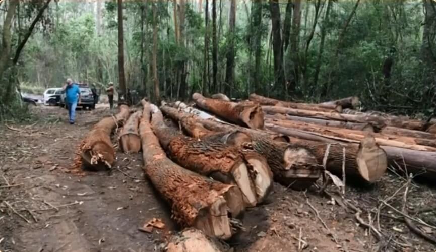 Trio é detido suspeito de desmatar área de manancial na Serra do Japi