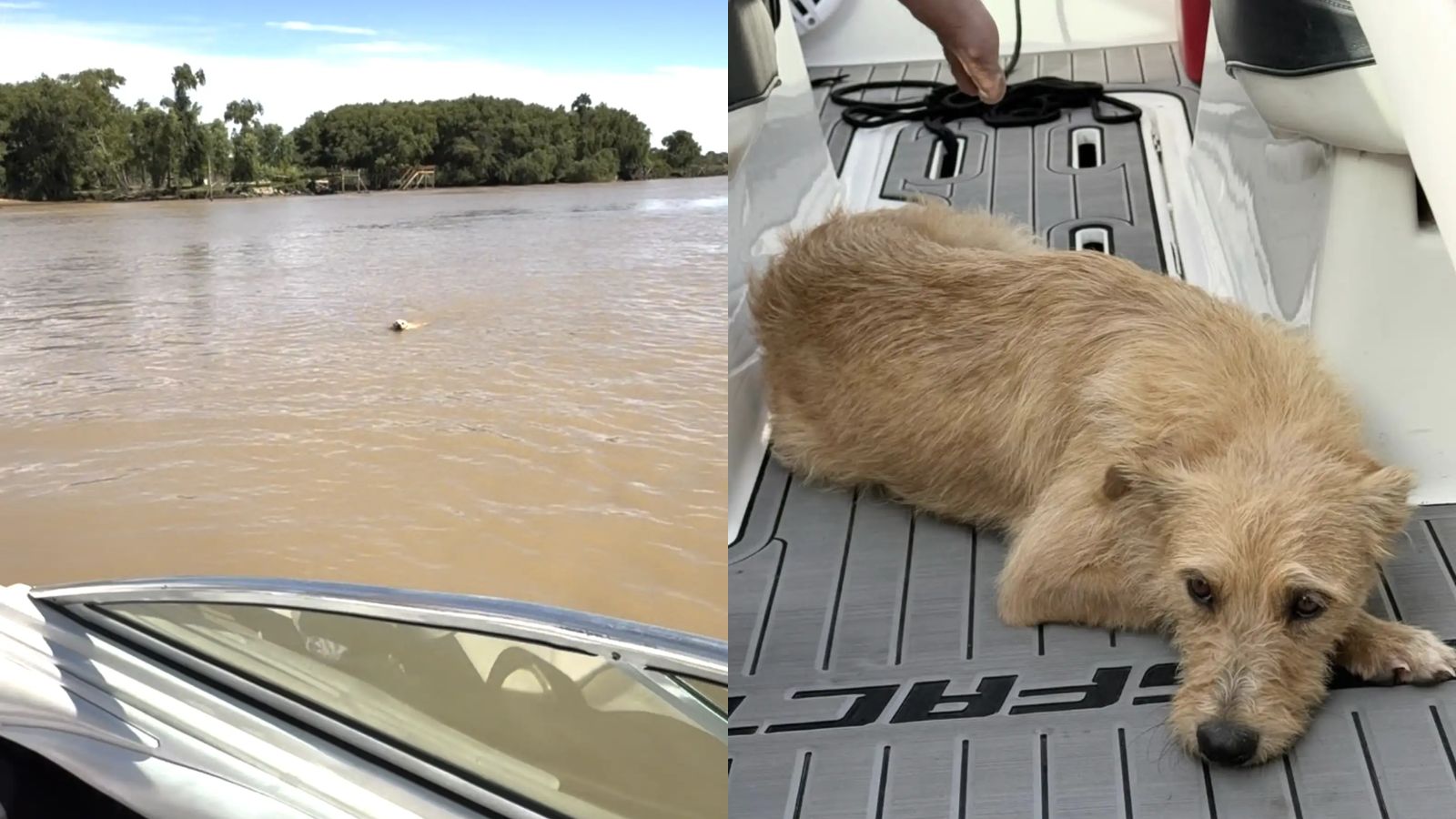 Tripulação de barco salva cachorro que nadava desesperadamente em sua direção