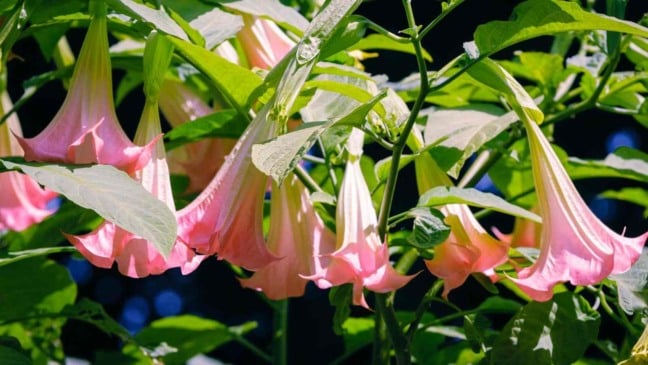 (Foto: toriru/Canva)