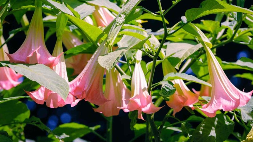 (Foto: toriru/Canva)