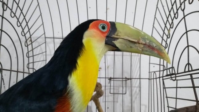 Tucano-de-bico-verde chega à Mata Ciliar com indícios de domesticação