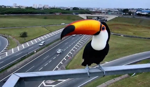 Tucano é flagrado pela CCR Autoban