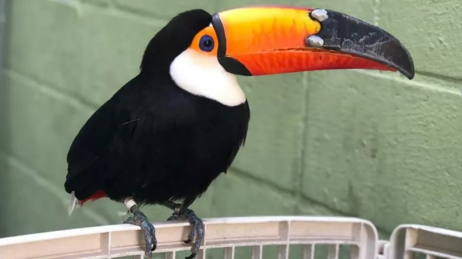 Tucano com transplante de bico 3D