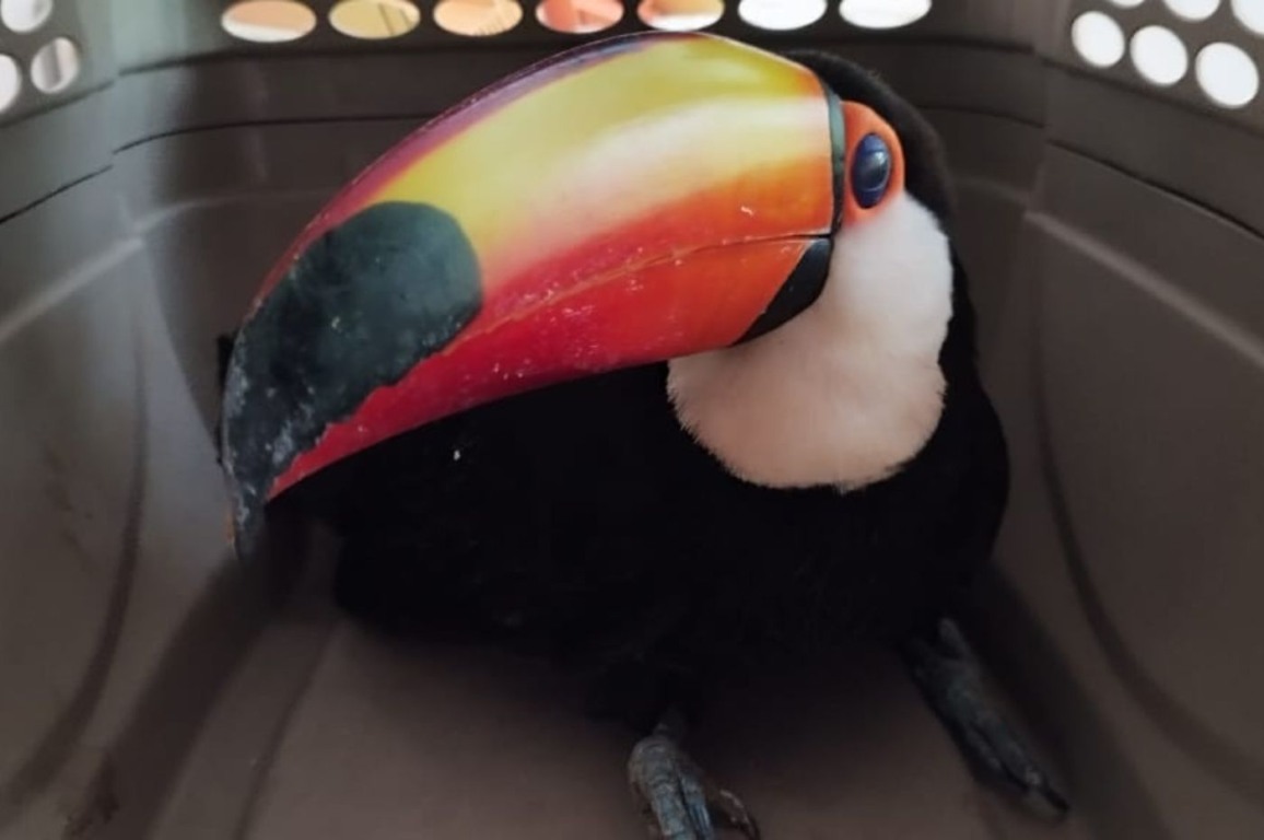 Tucano-toco, vítima de caça, morre com projétil de chumbinho alocada no bico
