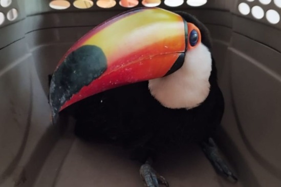Tucano-toco, vítima de caça, morre com projétil de chumbinho alocada no bico