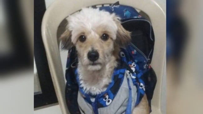 Cachorro com mochila