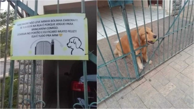 Cachorro com bolinha e placa em portão