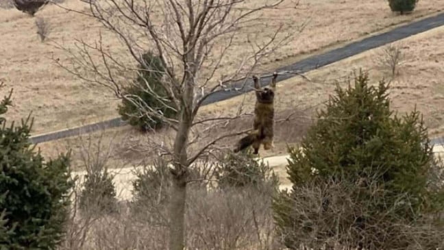 Gato pendurado em árvore