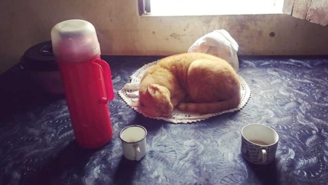 Gato dormindo em mesa