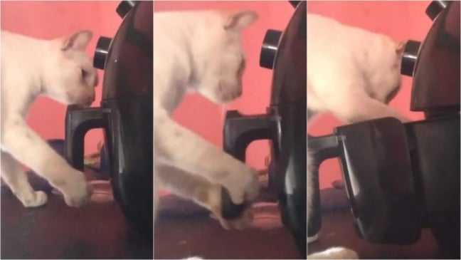 Gato abrindo air fryer
