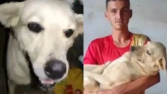 Homem encontra cachorro desaparecido em bloco de carnaval