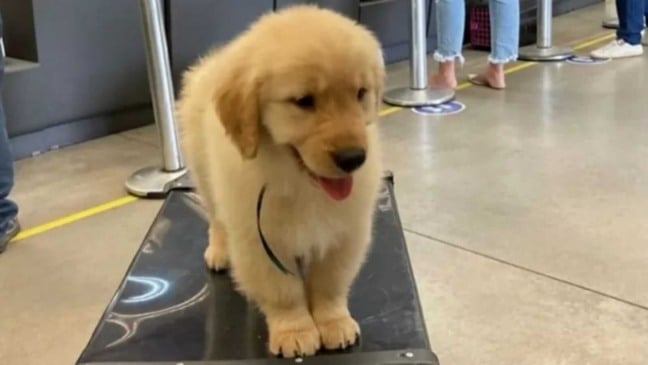 Filhote de Golden Retriever