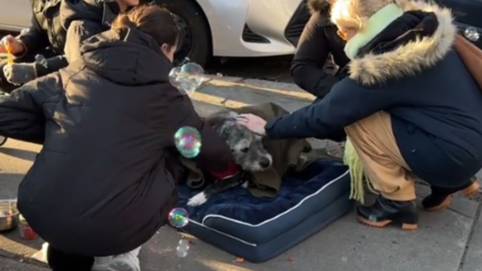 Cachorro idoso recebe carinho de pessoas na calçada