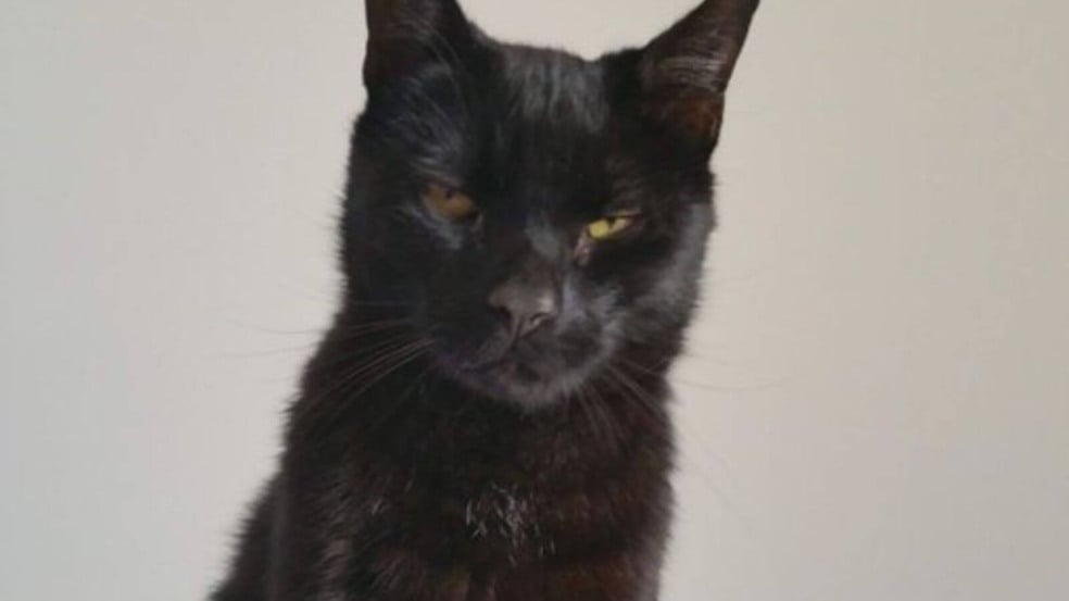 Gato preto