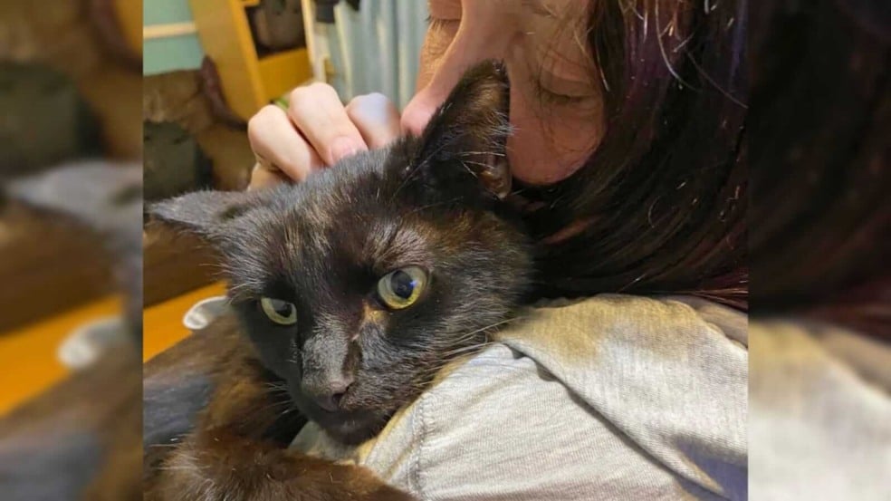 Mulher segurando gato preto