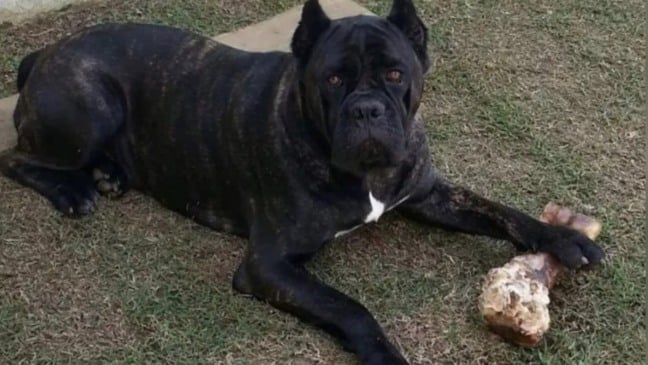 Cachorro brincando com osso