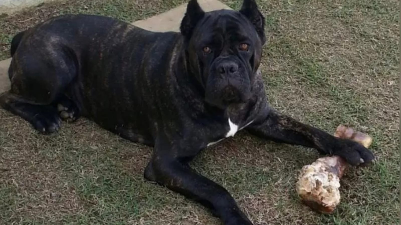 Cachorro brincando com osso