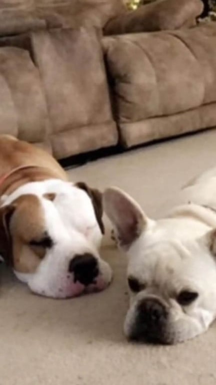 Mulher reencontra cachorro desaparecido há 7 anos