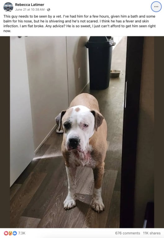 Mulher reencontra cachorro desaparecido há 7 anos