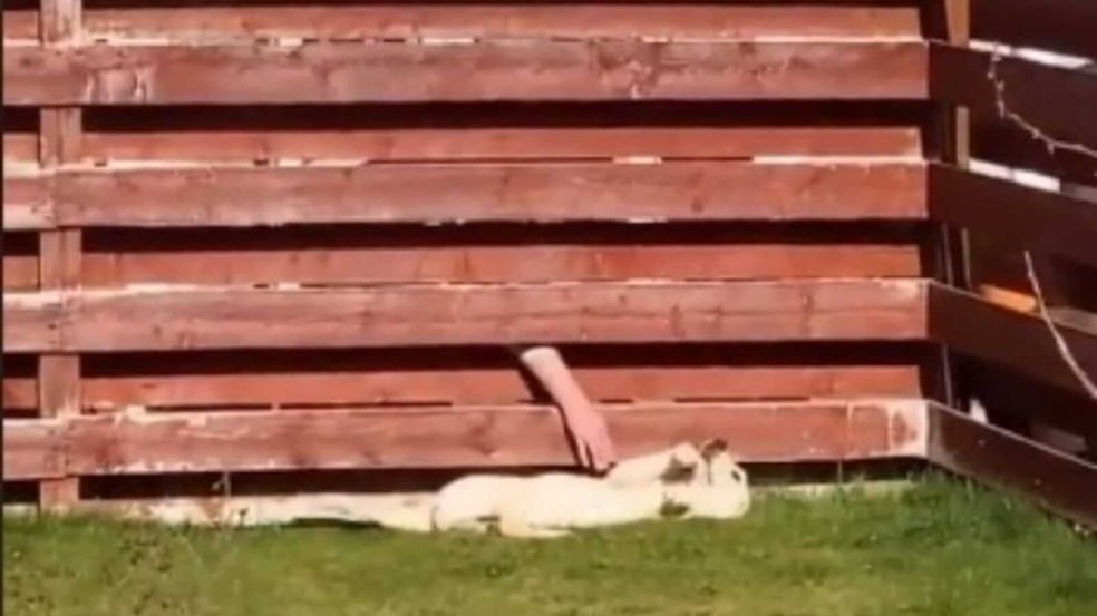 Cachorro deitado na grama e pessoa fazendo carinho através de cerca