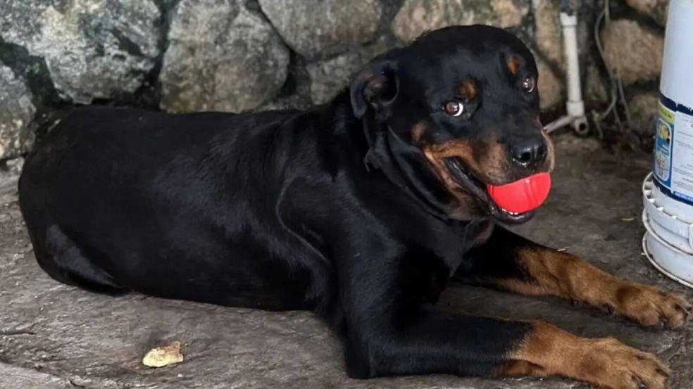 Foto: Reprodução/X/@dammitdemi Foto: Reprodução/X/@dammitdemi