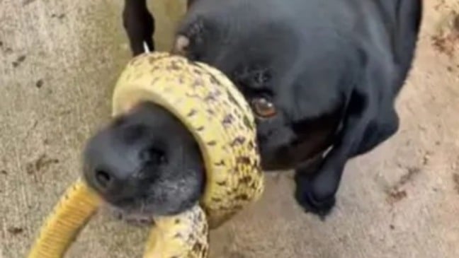 Cachorro com cobra enrolada no focinho