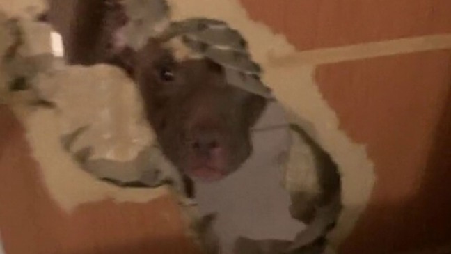 Tutora volta para casa e descobre que cachorro abriu um buraco em sua porta