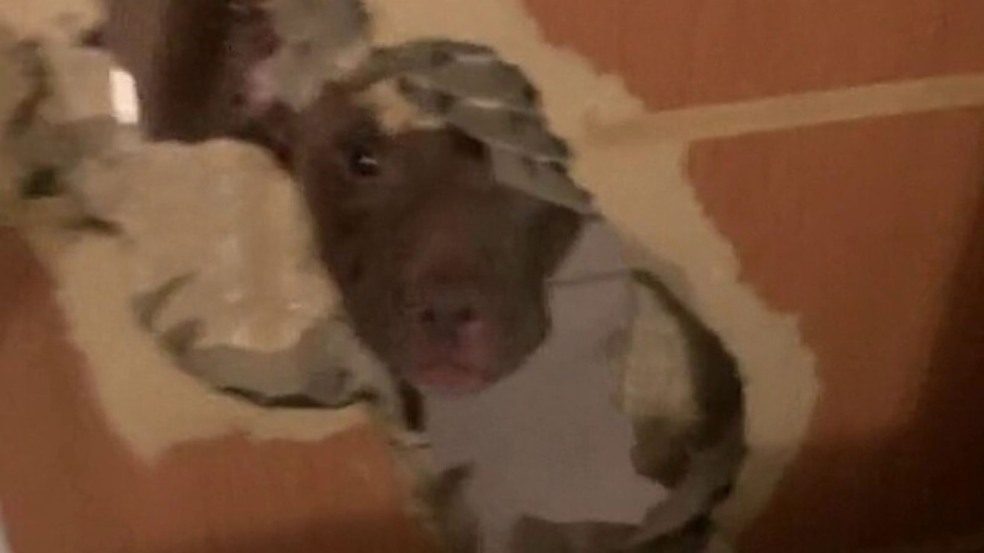 Tutora volta para casa e descobre que cachorro abriu um buraco em sua porta