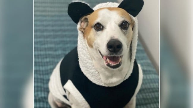 Nina, cadela usando casaco