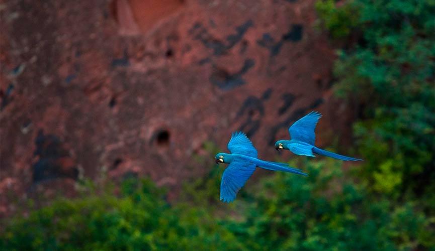 um milhão de espécies ameaçadas de extinção