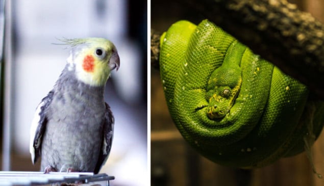 Calopsita e serpente