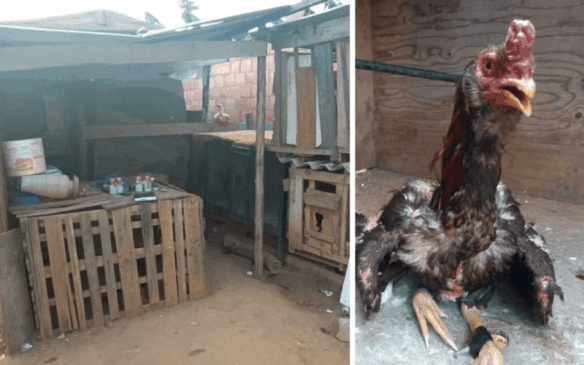 Oito galos foram encontrados, dois deles gravemente feridos. (Foto: Reprodução/Folha Notícias)