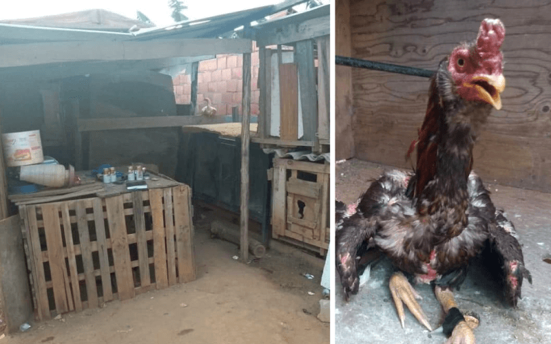 Oito galos foram encontrados, dois deles gravemente feridos. (Foto: Reprodução/Folha Notícias)