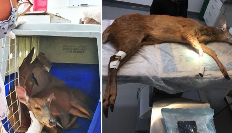 Veado em caixa de transporte e em mesa cirúrgica