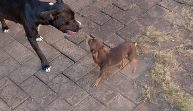 Pitbull e pinscher juntos
