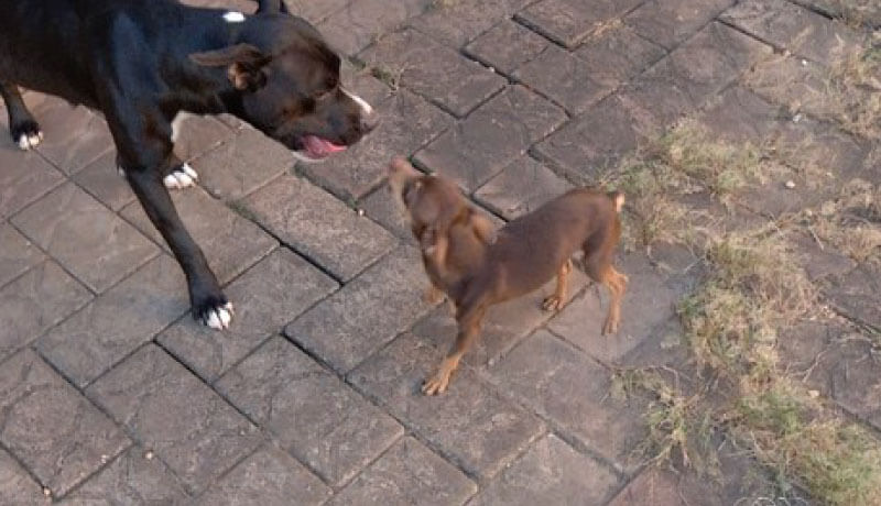 Pitbull e pinscher juntos