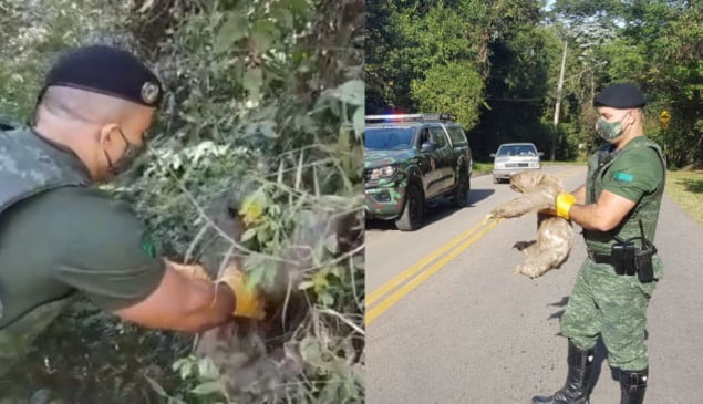 Guarda municipal carrega bicho-preguiça em Jundiaí